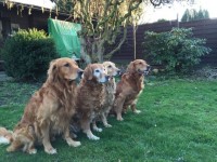 OJackson Genna Onia Und Otis